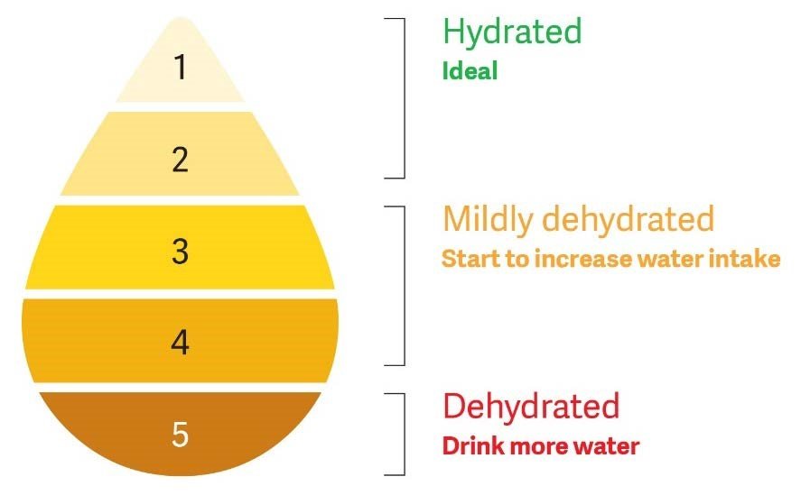 Asser beslag Nogle gange nogle gange What happens to your body when you are dehydrated? – Measure Up